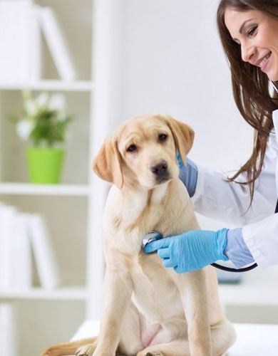 FARMÁCIA DE MANIPULAÇÃO VETERINÁRIA CURITIBA, FARMÁCIA DE MANIPULAÇÃO VETERINÁRIA SÃO JOSÉ DOS PINHAIS, MANIPULAÇÃO DE REMÉDIOS PARA PETS CURITIBA.