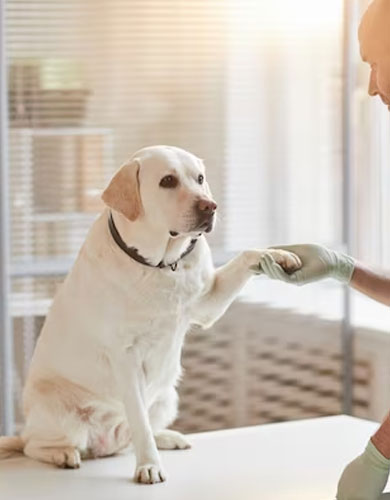 FARMÁCIA DE MANIPULAÇÃO VETERINÁRIA CURITIBA, FARMÁCIA DE MANIPULAÇÃO VETERINÁRIA SÃO JOSÉ DOS PINHAIS, MANIPULAÇÃO DE REMÉDIOS PARA PETS CURITIBA.