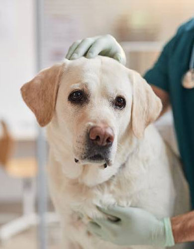 FARMÁCIA DE MANIPULAÇÃO VETERINÁRIA CURITIBA, FARMÁCIA DE MANIPULAÇÃO VETERINÁRIA SÃO JOSÉ DOS PINHAIS, MANIPULAÇÃO DE REMÉDIOS PARA PETS CURITIBA.